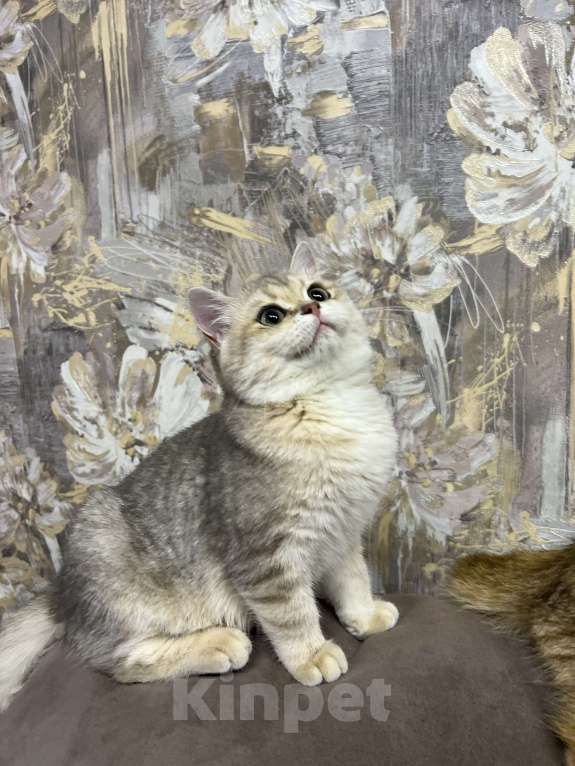 Кошки в Санкт-Петербурге: Голубое золото британская кошечка Девочка, 65 000 руб. - фото 4