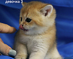 Кошки в Москве: Шотландские котята  Мальчик, 20 000 руб. - фото 3