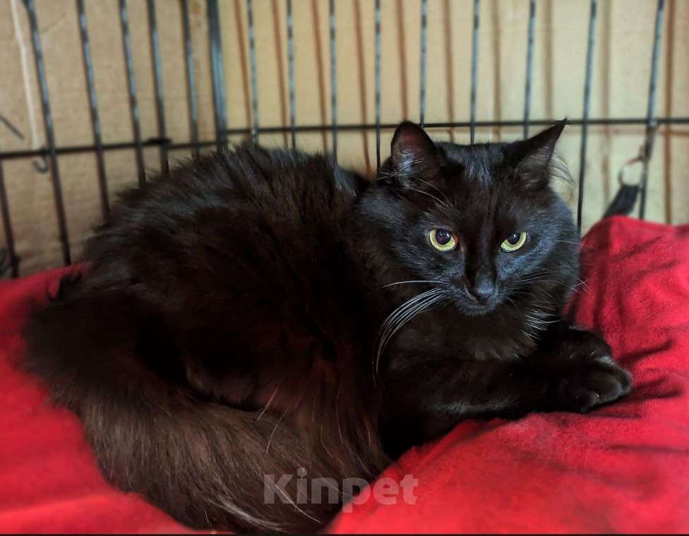 Кошки в Москве: Роскошная чёрная кошка Тучка в добрые руки  Девочка, Бесплатно - фото 5