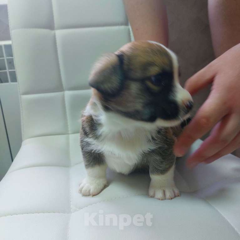 Собаки в Муравленко: Вестерн Мальчик, 50 000 руб. - фото 2