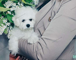 Собаки в Москве: Бишон фризе Супер девочка Девочка, 55 500 руб. - фото 1