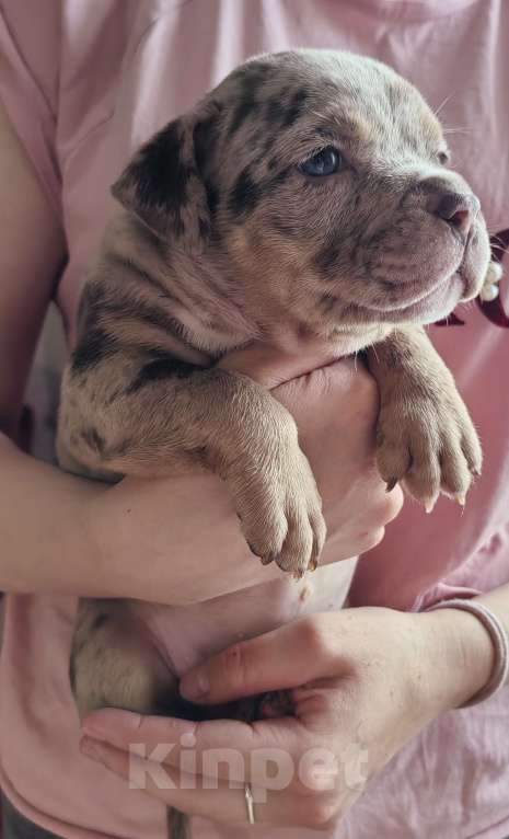 Собаки в Прокопьевске: Американский булли Девочка, 100 000 руб. - фото 2