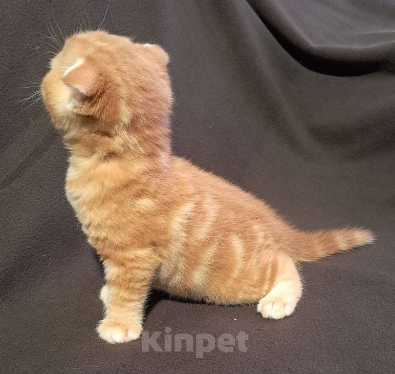 Кошки в Санкт-Петербурге: Шотландский котенок Мальчик, 30 000 руб. - фото 4