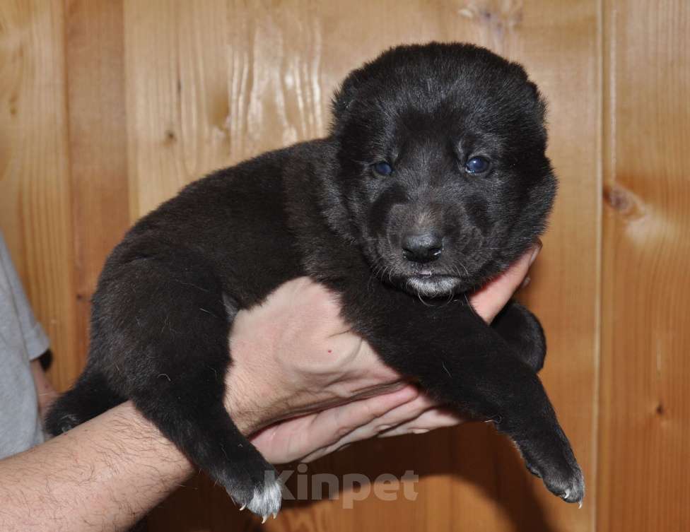 Собаки в Новосибирске: Щенок алабая (среднеазиатской овчарки) Девочка, 50 000 руб. - фото 2