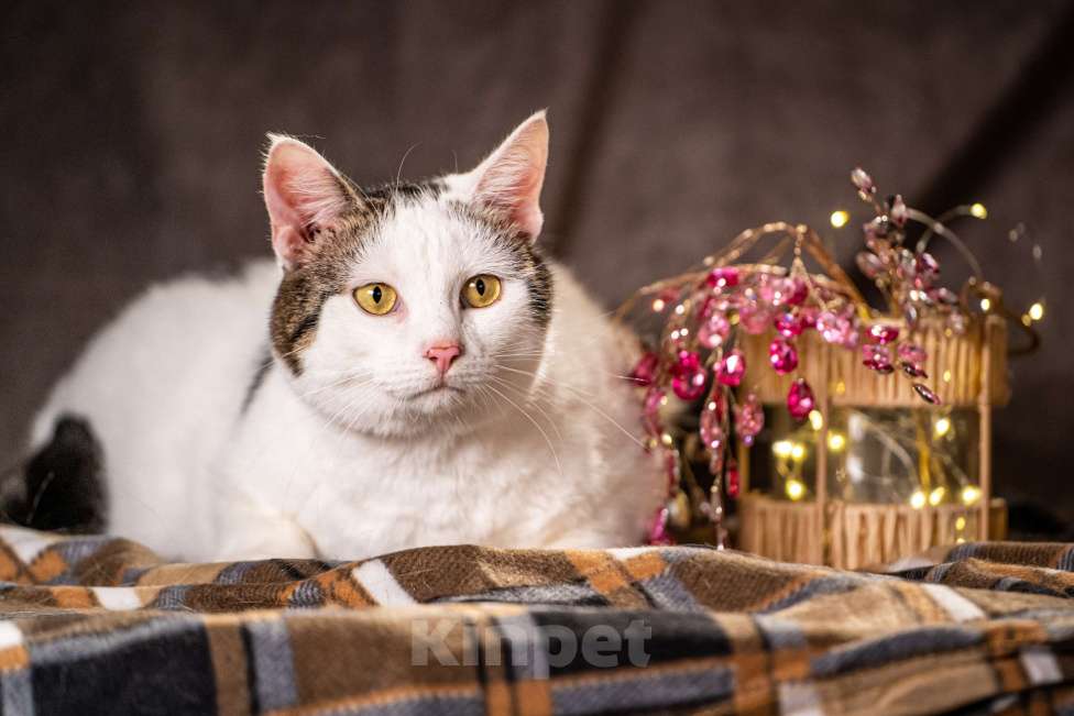 Кошки в Клине: Жорж — большой добряк Мальчик, Бесплатно - фото 1