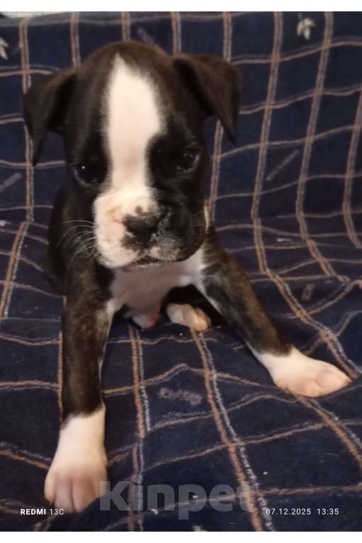 Собаки в Перми: Щенок немецкого боксера девочка. Девочка, 25 000 руб. - фото 3