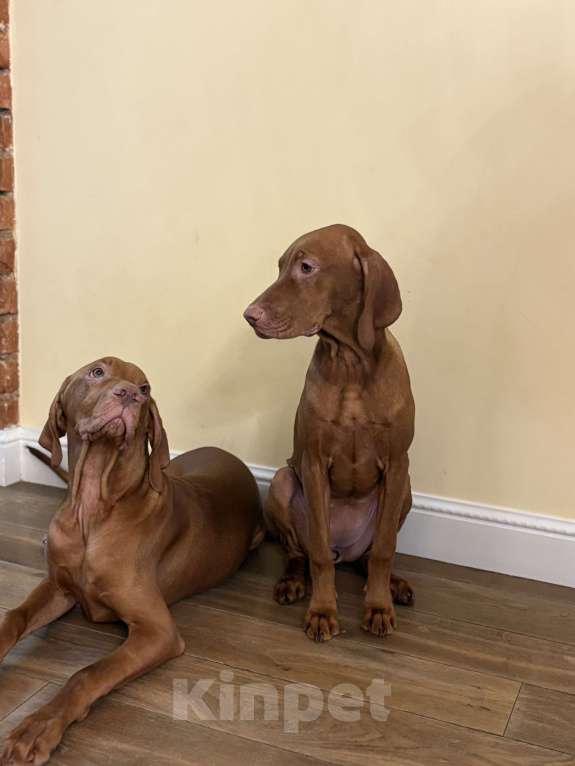 Собаки в Москве: Холли  Девочка, Бесплатно - фото 3