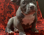 Собаки в Санкт-Петербурге: Микро булли Мальчик, 120 000 руб. - фото 1