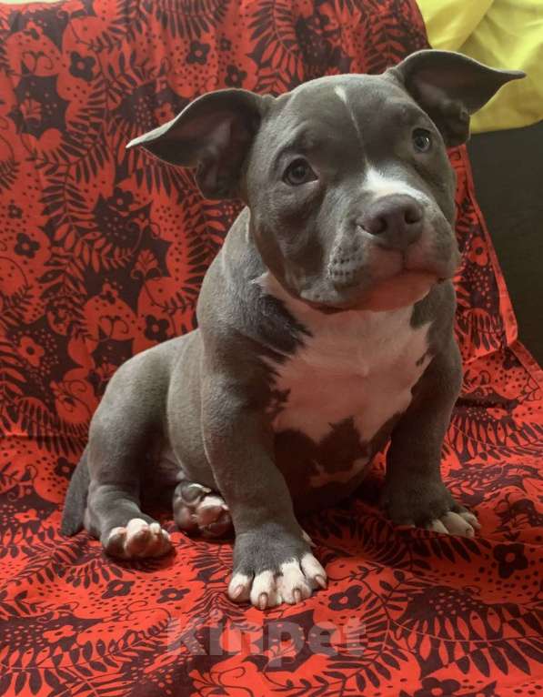 Собаки в Санкт-Петербурге: Микро булли Мальчик, 120 000 руб. - фото 1