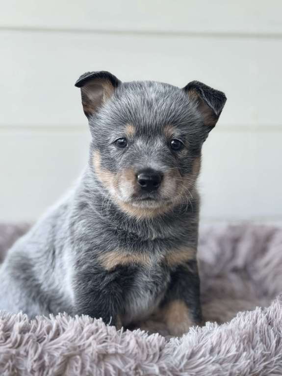 Собаки в Санкт-Петербурге: Щенок хилера Мальчик, Бесплатно - фото 1