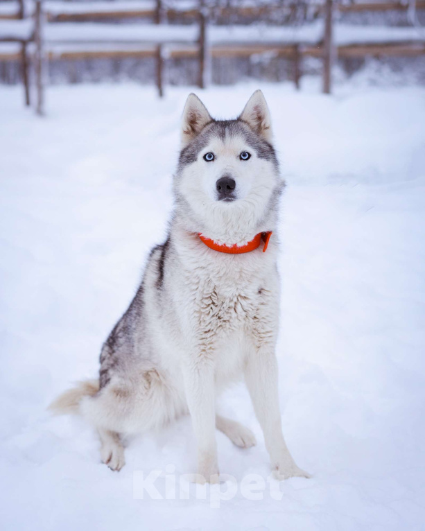 Собаки в Москве: Арья Девочка, Бесплатно - фото 3