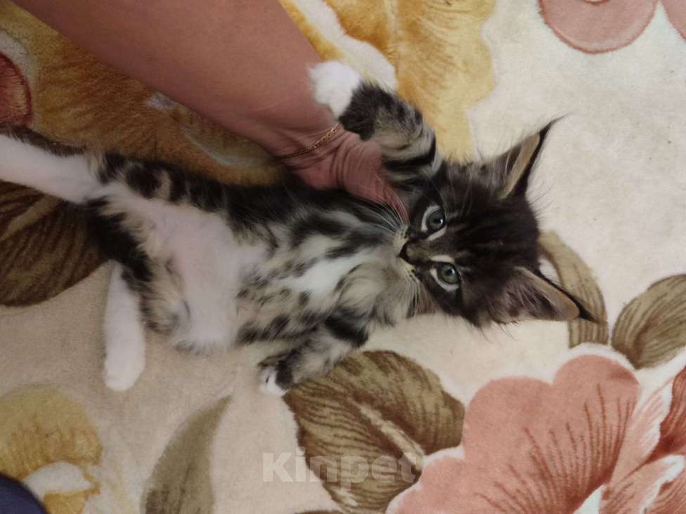 Кошки в Саратове: котята-мейн-куны Девочка, 10 000 руб. - фото 1