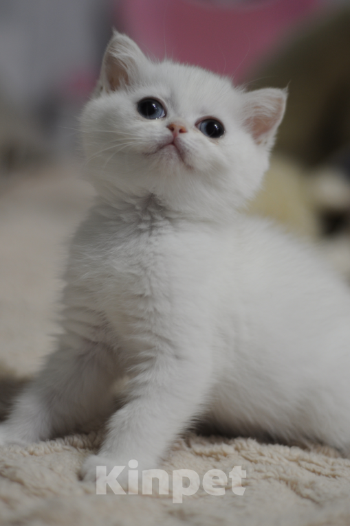 Кошки в Бахчисарае: Шотландский котенок Девочка, 35 000 руб. - фото 4