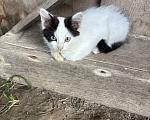Кошки в Калуге: В добрые руки Мальчик, Бесплатно - фото 2