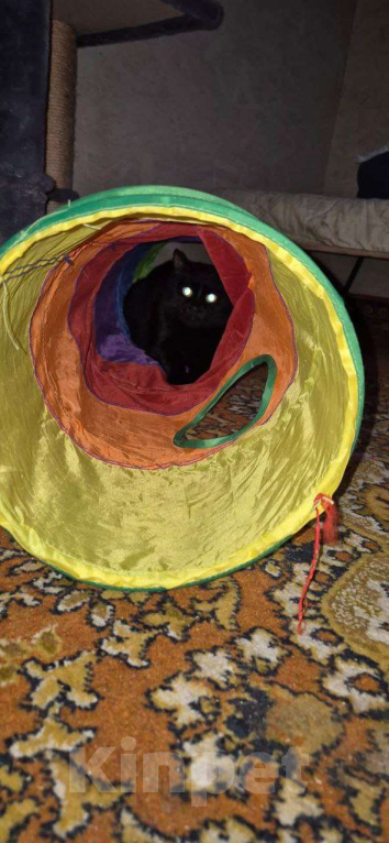 Кошки в других городах Калужской области: Пугливый котик Ферми Мальчик, Бесплатно - фото 6