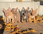 Собаки в Санкт-Петербурге: Французский бульдог мини Девочка, 150 000 руб. - фото 10