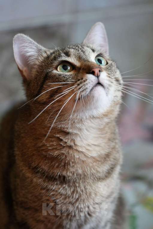 Кошки в Москве: котик Василек срочно ищет дом Мальчик, Бесплатно - фото 3