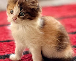Кошки в Москве: Девочка котенок 2 месяца Девочка, Бесплатно - фото 3