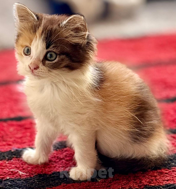 Кошки в Москве: Девочка котенок 2 месяца Девочка, Бесплатно - фото 3