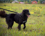 Собаки в Наро-Фоминске: Стен, привит, кастрирован. В самые добрые руки. Мальчик, Бесплатно - фото 3