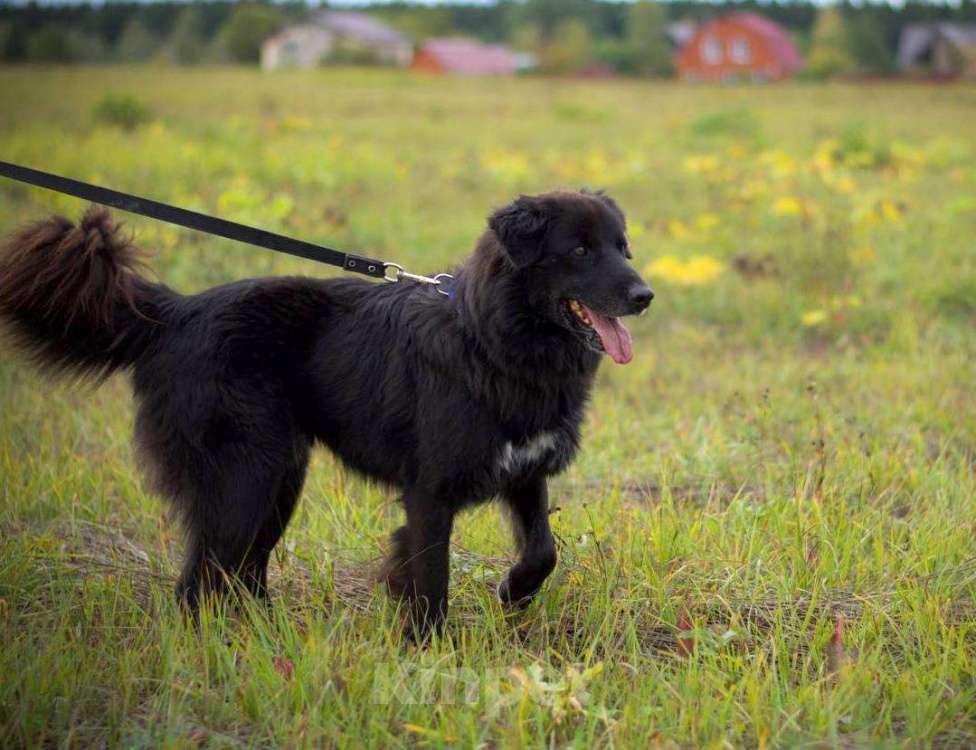 Собаки в Наро-Фоминске: Стен, привит, кастрирован. В самые добрые руки. Мальчик, Бесплатно - фото 3