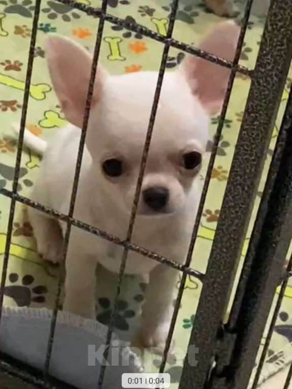 Собаки в Москве: Чихуахуа мальчик Мальчик, 45 000 руб. - фото 3