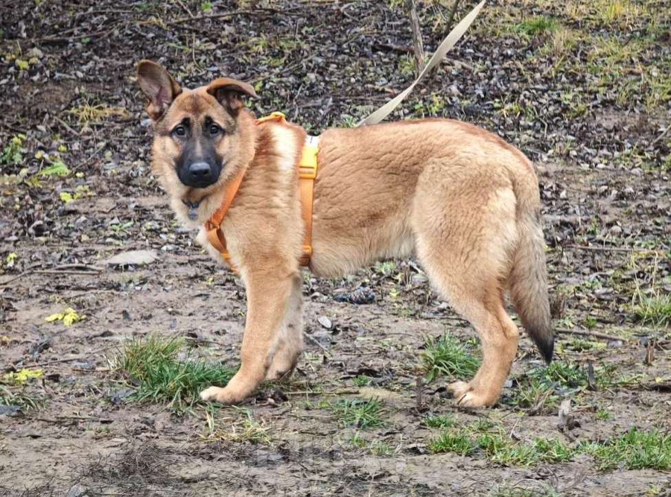 Собаки в Москве: Микки ищет дом Мальчик, Бесплатно - фото 3