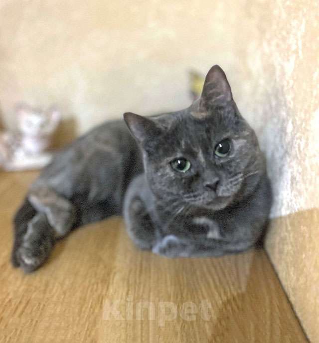 Кошки в Москве: Масяня, ласковая мурлыка, маленькая и забавная кошечка с зелеными глазами в добрые руки. Девочка, 10 руб. - фото 4
