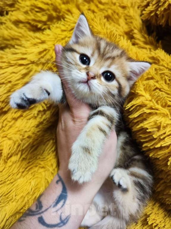 Кошки в Туле: Шотландские золотые котята Разнополые, 17 000 руб. - фото 4
