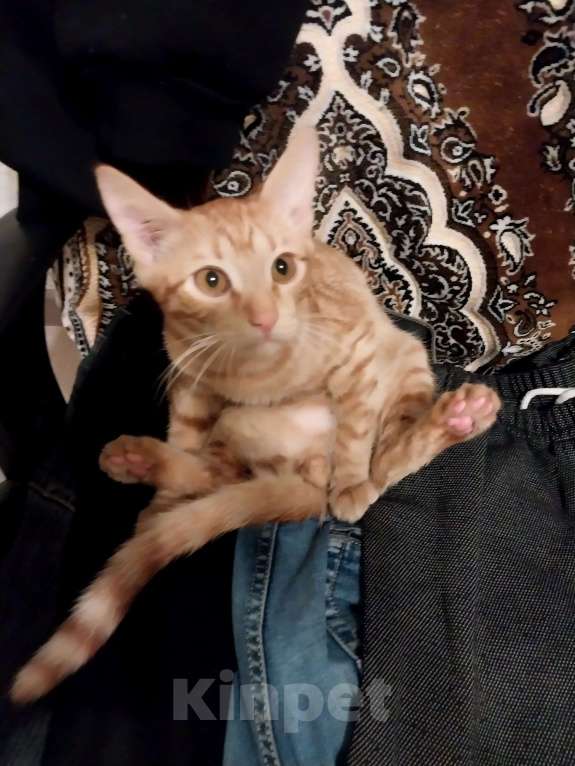 Кошки в Лобне: Нашел котёнка Мальчик, Бесплатно - фото 1