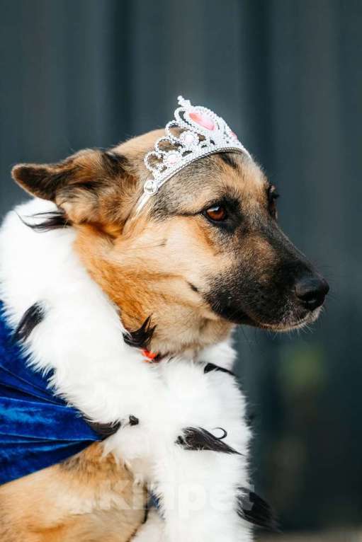 Собаки в Москве: Заметьте Тиночку! Девочка, 1 руб. - фото 9