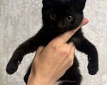 Кошки в Москве: Котенок Смородинка ищет дом Девочка, Бесплатно - фото 2