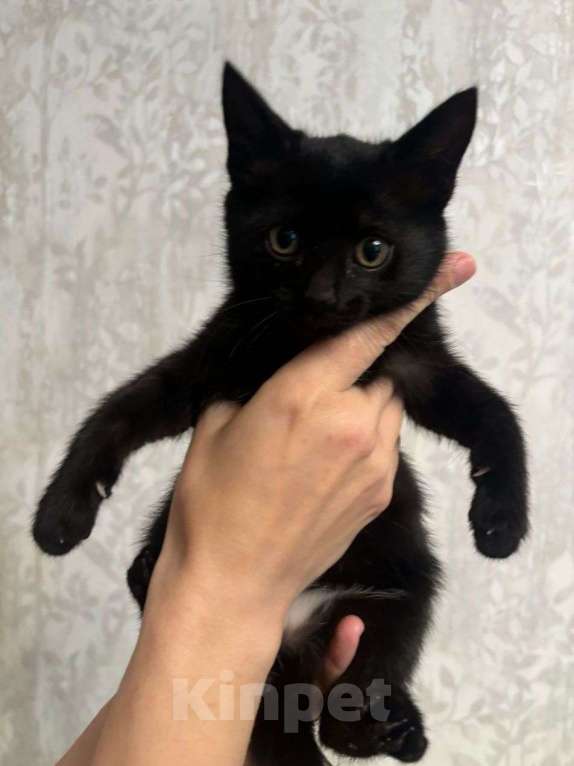 Кошки в Москве: Котенок Смородинка ищет дом Девочка, Бесплатно - фото 2