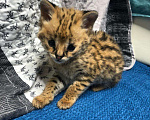 Кошки в Ливны: Продам Сервала Serval ручной котенок, 230 000 руб. - фото 2