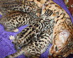Кошки в Колпашево: Бенгальские котята, 15 000 руб. - фото 9