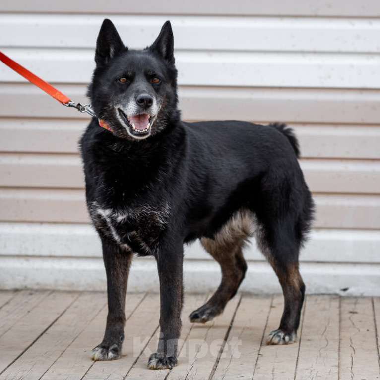 Собаки в Москве: Кама. Самые мудрые глаза Девочка, 1 руб. - фото 2