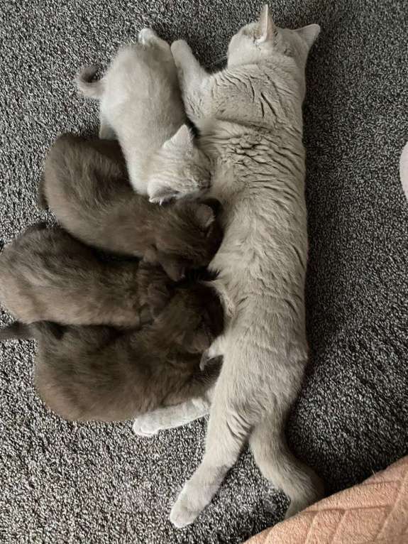 Кошки в Новороссийске: Британские котята в редких окрасах  Девочка, 35 000 руб. - фото 3