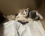 Кошки в Красноармейске: Котята в дар 1 месяц Разнополые, Бесплатно - фото 1