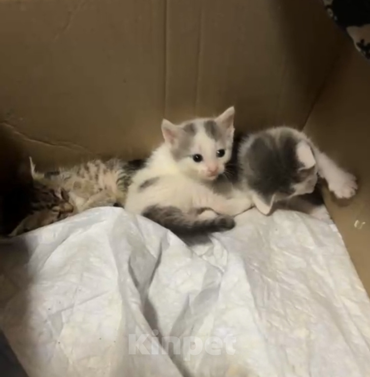 Кошки в Красноармейске: Котята в дар 1 месяц Разнополые, Бесплатно - фото 1