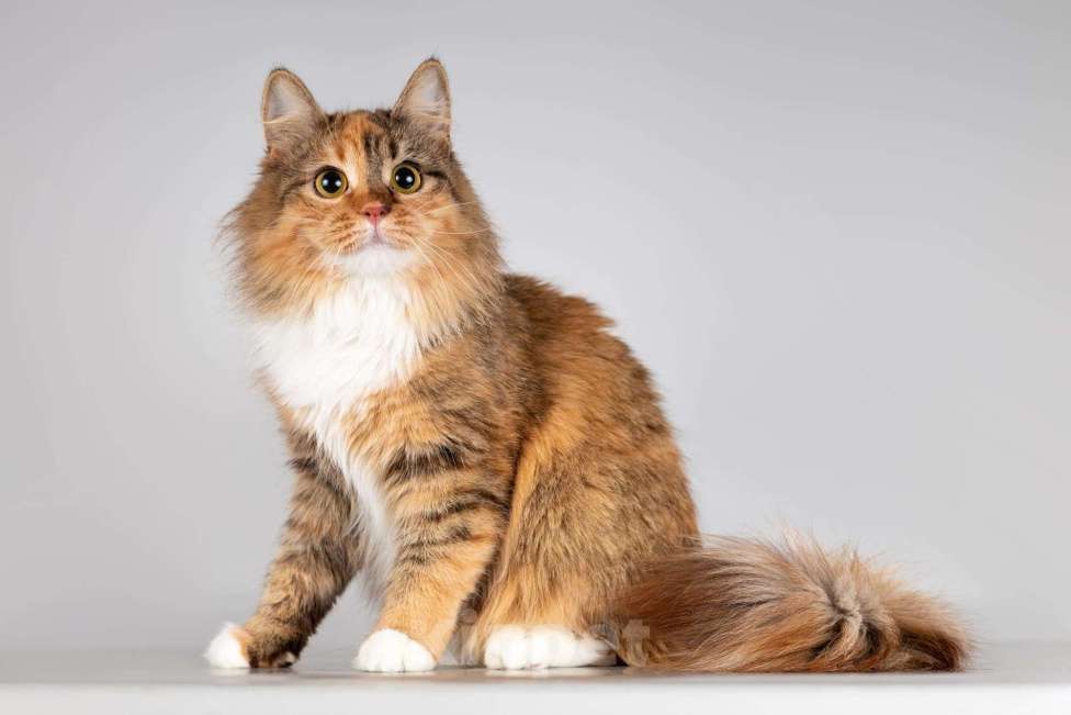 Кошки в Москве: Красавица Фиона в добрые руки. Девочка, Бесплатно - фото 3