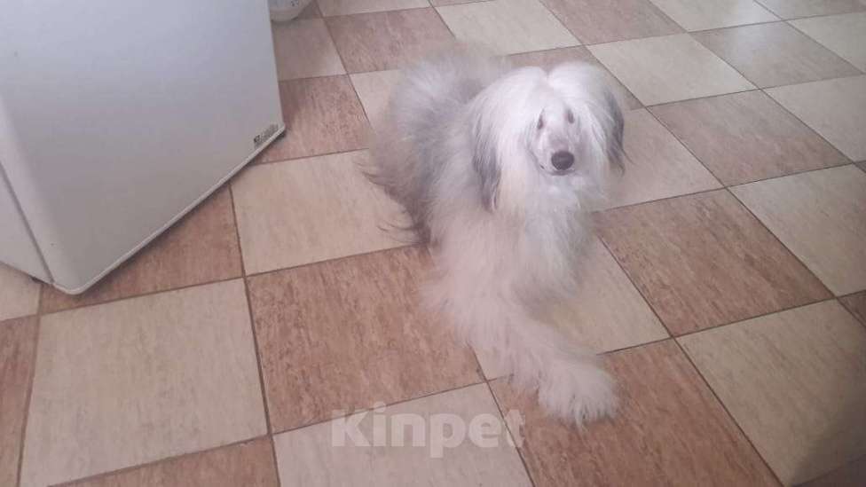 Собаки в других городах Московской области: Пропала китайская хохлатая Мальчик, 5 000 руб. - фото 2