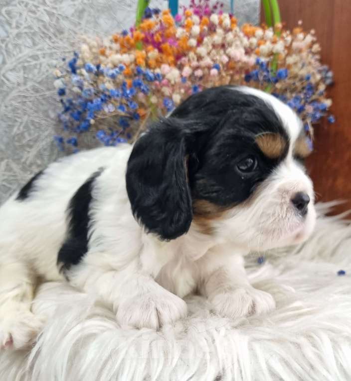 Собаки в других городах Калининградской области: Кавалер Кинг Чарльз Спаниель Мальчик, 63 000 руб. - фото 3