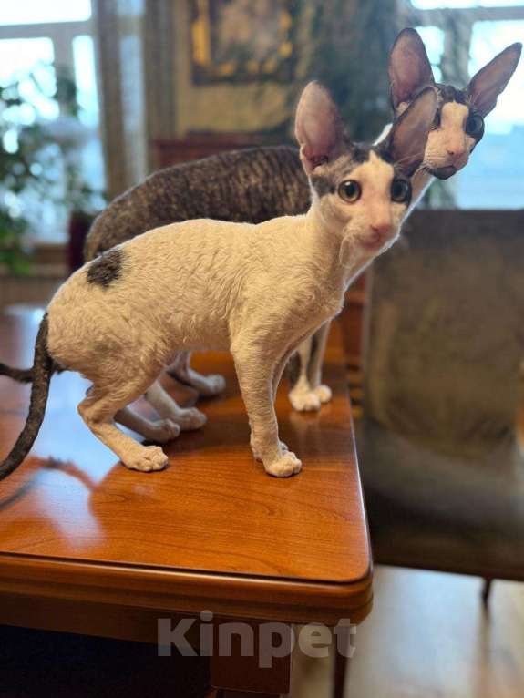 Кошки в Санкт-Петербурге: Корниш -рекс  Мальчик, 50 000 руб. - фото 4