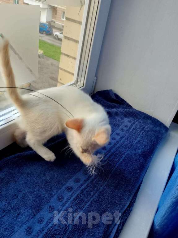 Кошки в Москве: Котёнок в добрые руки  Мальчик, Бесплатно - фото 7