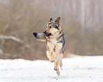 Собаки в других городах Московской области: Ищет дом жизнерадостная Нева Девочка, Бесплатно - фото 1