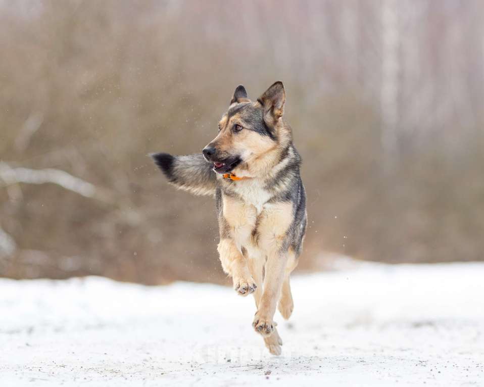 Собаки в других городах Московской области: Ищет дом жизнерадостная Нева Девочка, Бесплатно - фото 1