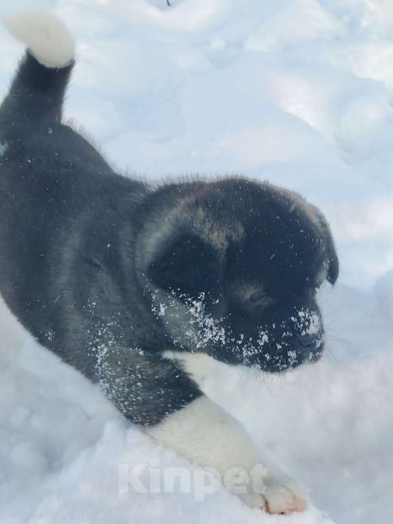 Собаки в Санкт-Петербурге: Девочка акита Девочка, 100 000 руб. - фото 5