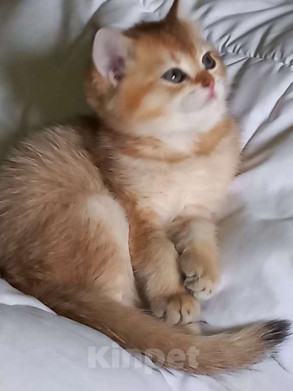 Кошки в Санкт-Петербурге: Кошка 2,5 месяца Bri 11(12). Продажа в любимцы 18000. В разведение цена обговаривается. Девочка, 18 000 руб. - фото 5