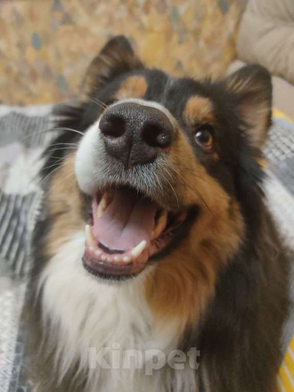 Собаки в Москве: Австралийская овчарка Фред Мальчик, Бесплатно - фото 5