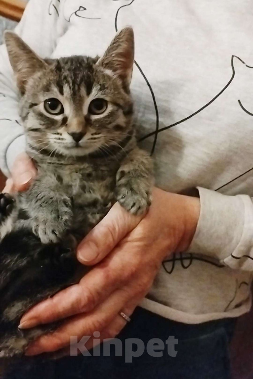 Кошки в Санкт-Петербурге: Малютка Томочка Девочка, Бесплатно - фото 3